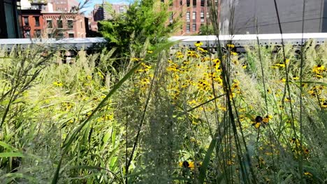 Grasses,-flowers,-bushes-and-lots-of-green-waving-in-the-wind-in-summer-High-Line-Park-in-New-York's-Chelsea-neighborhood-in-Manhattan
