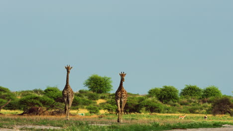 Giraffe-Couple-Walking-Together-In-African-Savanna-At-Daylight-On-Background-Of-Blue-Sky