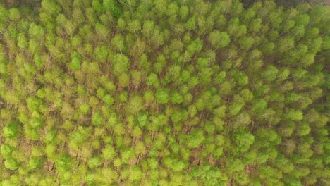 Early-autumn-in-forest-aerial-top-view