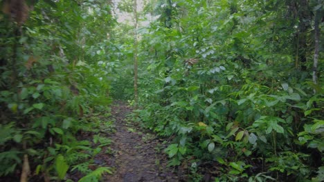 Wilder-Amazonas-Regenwald-Dschungel