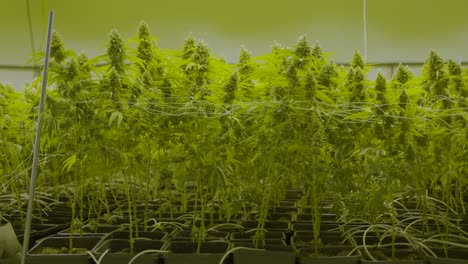 Zeitlupen-Dolly-In-Großen-Cannabispflanzen,-Die-In-Einer-Gärtnerei-Wachsen
