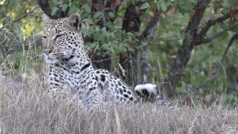 Female-Leopard-Resting-in-Grassland-of-African-Savanna,-Close-Up