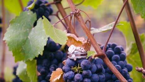 Two-wedding-rings-sitting-on-top-of-a-bunch-of-purple-grapes-in-a-vineyard