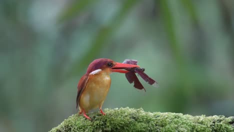the-rufous-backed-kingfisher-eats-a-red-dragonfly