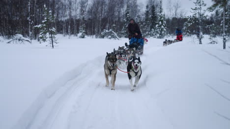 Team-Of-Siberian-Huskies-Pulling-Sled-Through-Snowy-Woodland-In-Muonio,-Lapland,-Finland