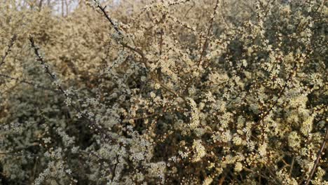 Hermoso-Jardín-Lleno-De-Flores-Blancas-Florecientes-Al-Amanecer