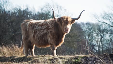 Brown-highland-cow-with-horns-and-sunlight-glow-in-countryside-field