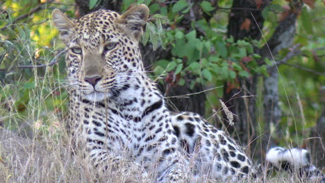 Leopardin-Im-Natürlichen-Lebensraum-Der-Afrikanischen-Savanne