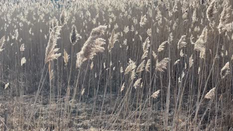 collective-tall-grass-with-fluffy-top-seeds---grass-in-wetlands-cinematic-slo-mo---slow-motion-of-wheat-blowing-in-wind---farmland-with-wheat-and-grass-for-agriculture