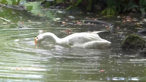 Un-Cisne-Blanco-Está-Buscando-Comida-En-El-Agua