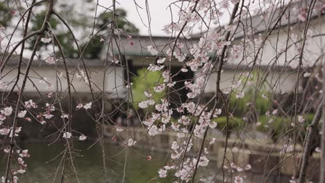 Sakura-Cerezo-Floreciendo-Con-Lugar-Imperial-En-Segundo-Plano