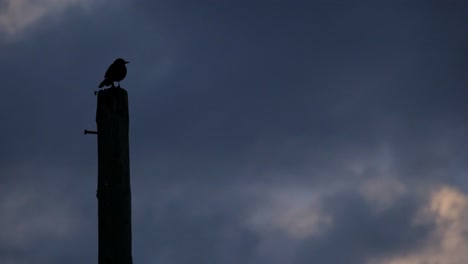 Dark-silhouette-of-a-bird-in-a-pole,-stormy-weather