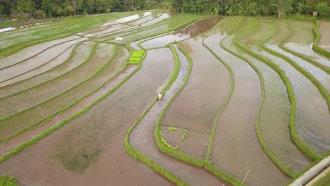 Farmer-working-in-Tonoboyo-rice-fields-in-central-Java,-Indonesia