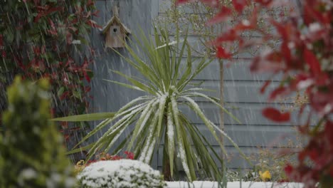 Hail-falling-on-Cordyline-in-a-UK-garden