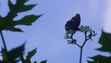 butterfly-perched-on-a-flower-in-the-wild-forest,-blue-sky-background,-insect-hd-video