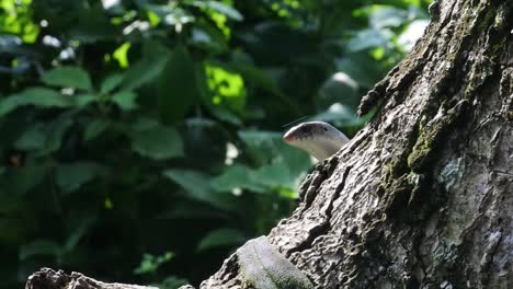 lizard-peeking-behind-a-tree