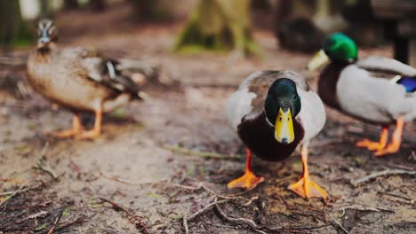 Closeup-Of-Mallard-Ducks-Standing-On-The-Ground