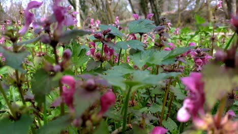 Coloridas-Flores-Silvestres-De-Primavera-En-El-Parque