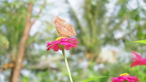 brown-butterfly-perched-on-a-red-flower-on-a-background-of-bushes