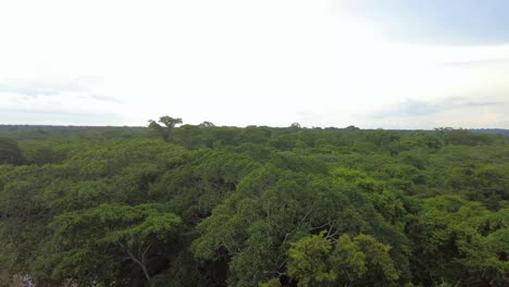 Amazon-Rainforest-Canopy,-trees-from-the-top,-4k