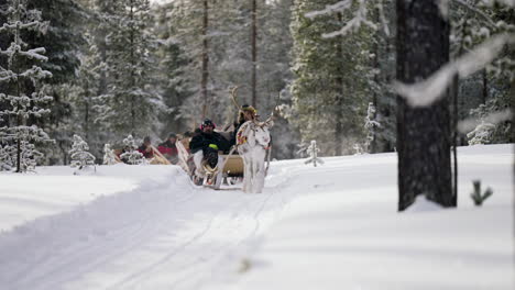 Reindeer-Ride-Adventure-On-The-Snowy-Field-Of-Muonio,-Near-The-Northernmost-Region-Of-Finland