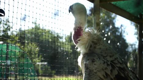 A-vulture-in-an-aviary-moves-it's-head-from-under-it's-wings-up-to-look-at-the-surroundings