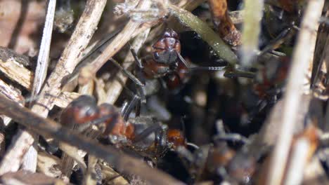 Makro-Nahaufnahme-Von-Ameisen,-Die-An-Sonnigen-Tagen-Zwischen-Kleinen-Ästen-In-Der-Natur-Kriechen---Schwarzer-Ameisenhaufen,-Der-In-Der-Wildnis-Arbeitet