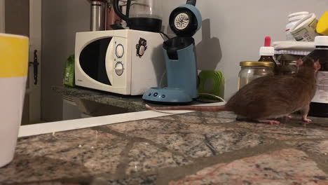 Eine-Braune-Ratte,-Die-Auf-Einer-Küchentheke-Herumschnüffelt