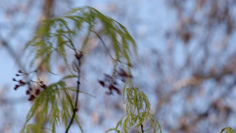Acer-palmatum-Dissectum-leaf-with-seed-and-flower-CU