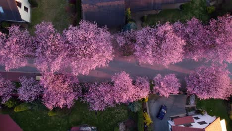 Romantic-alley-of-flowering-pink-cherries-and-sakura-between-family-houses-and-real-estate-in-the-city-at-sunset