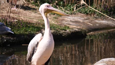 White-Pink-Pelican-watching-around-during-sunny-day-at-lake,close-up