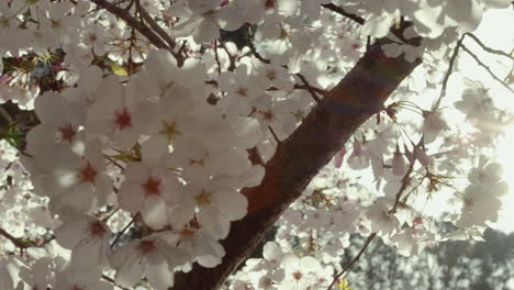 Slow-motion-close-up-of-cherry-branches-in-full-bloom