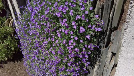 Lila-Blüten,-Die-Von-Fliegenden-Bienen-Umringt-Sind,-Die-Sie-An-Einem-Frühlingstag-Bestäuben