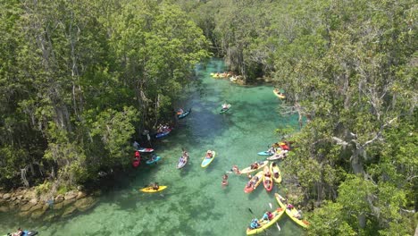 Kayakers-in-Three-Sisters-Spring,-Florida.-Aerial-view