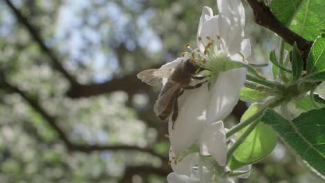 Close-Up-Of-Bee-Crawling-On-White-Blossom-To-Get-To-Nectar,-Slow-Motion