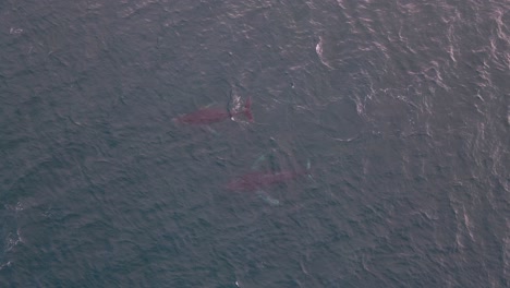 Zwei-Wale,-Die-Durch-Dunsborough,-Westaustralien,-Wandern,-Wurden-Von-Einer-Drohne-Gefangen-Genommen