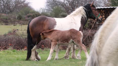 Brown-foal-fed-milk-by-his-mother
