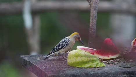 Hermoso-Pájaro-Tropical-Comiendo-Sandía