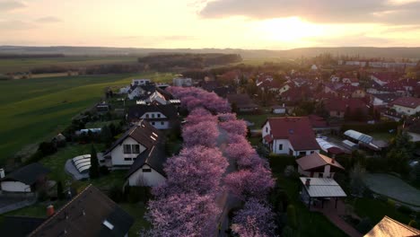 Blühende-Rosa-Kirsch--Und-Sakura-Bäume-In-Einem-Sich-Entwickelnden-Modernen-Viertel-Von-Vorstadthäusern-Bei-Einem-Romantischen-Sonnenuntergang,-Svitavy,-Tschechische-Republik---Drohnenaufnahme-Aus-Der-Luft