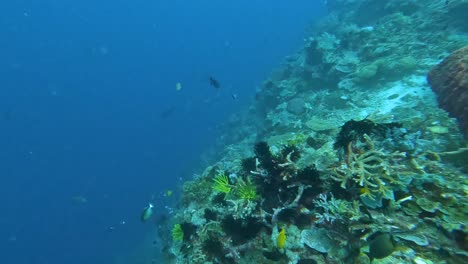A-steep-drop-off-in-blue-water-with-shoals-of-tropical-fish-species-swimming-and-intricate-coral-reef-ecosystem-in-coral-triangle,-Timor-Leste,-South-East-Asia