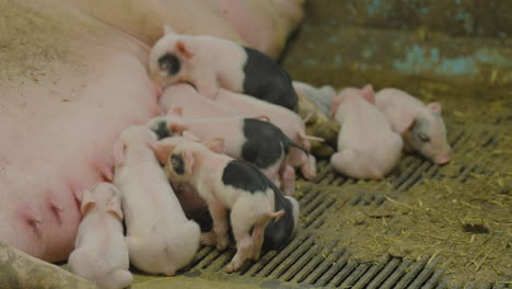 Newborn-piglets-sucking-on-teats-for-milk-of-big-mother-sow-in-pigsty