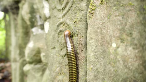 Millipede-walking-vertically-over-ancient-carvings-in-Angkor-Wat,-Cambodia