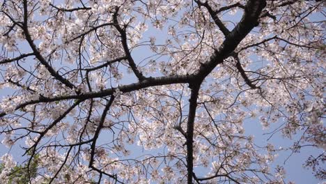 Sakura-Tree-in-Japan,-Blooming-against-blue-sky-on-Warm-April-Day