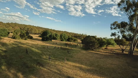 Melbourne-Australia-kangaroos-at-sunset-grazing-in-an-open-field-drone-flying-past