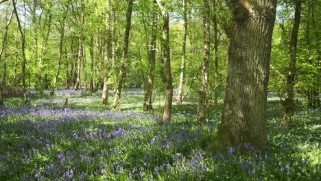 Bluebells-sweep-across-the-woodland-floor,-Cornwall,-England,-UK