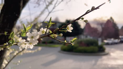 Close-up-of-cherry-blossoms-during-sunset-on-a-street