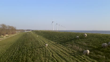 Drone-flying-low-over-Sheeps-on-green-field-against-blue-sky,-Natural-landscape,-Neterlands