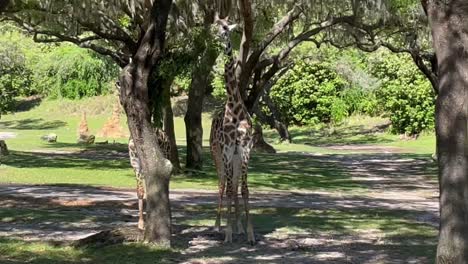 Zwei-Giraffen,-Die-Sich-Von-Blättern-Eines-Baumes-Ernähren,-Bewegen-Sich-Im-Kreisbogen