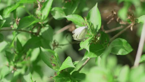 Weiße-Schmetterlinge,-Die-Sich-Paaren,-Während-Sie-An-Grünen-Blättern-Hängen,-Zeitlupe