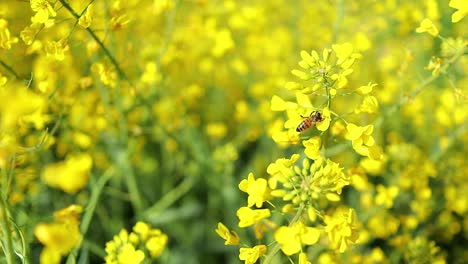 Close-up-view-of-bee-collecting-pollen-from-rapeseed-flower,-static